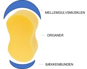 Model af sammenhæng mellem mellemgulv og bækkenbund